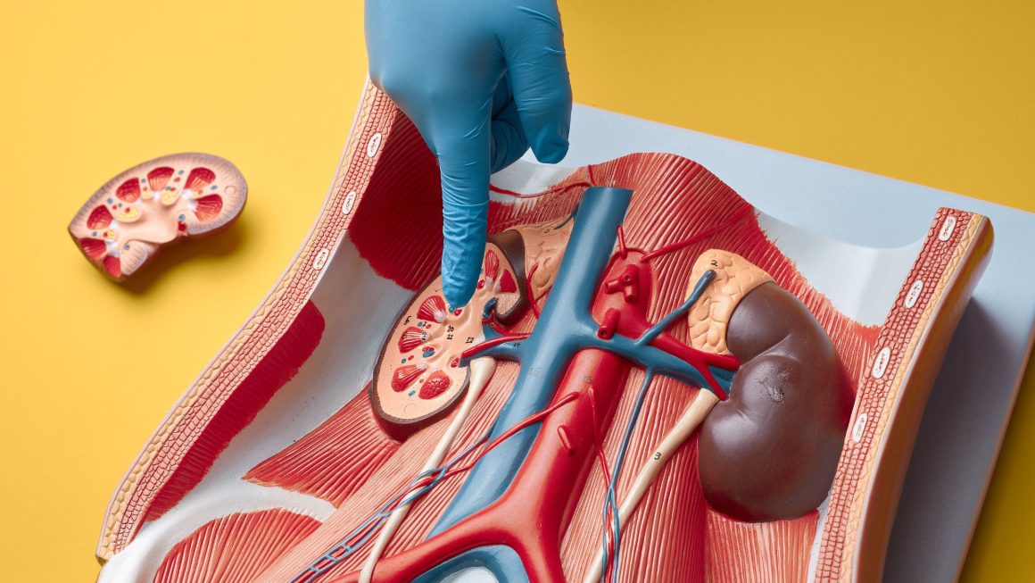 The Main Causes of Kidney Failure You Should Know