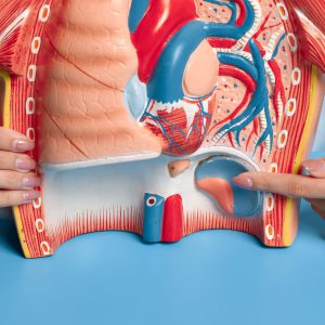 Essential Functions Your Kidneys Perform